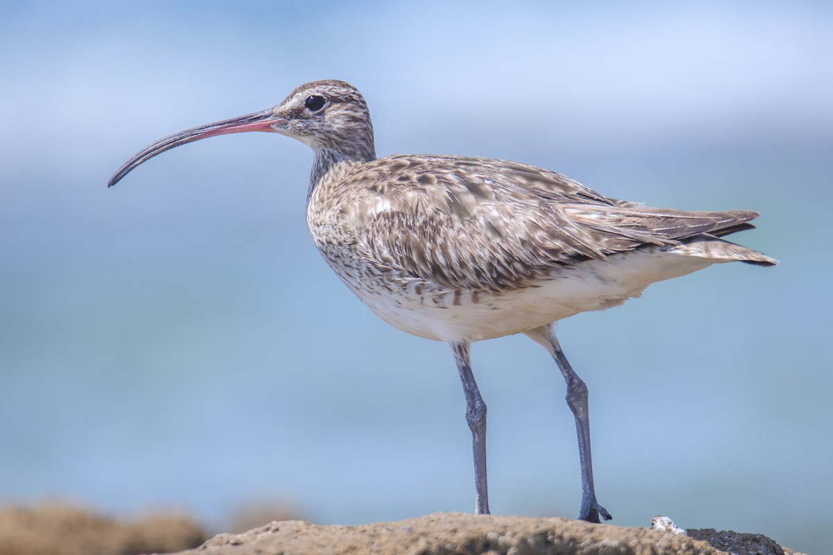 Whimbrel (European) - דויד סבן