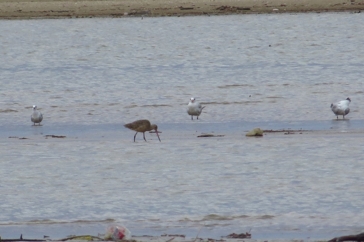 Marbled Godwit - ML47732601