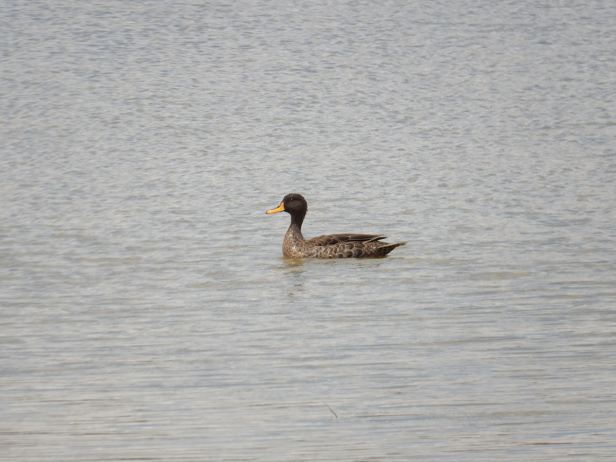 Yellow-billed Duck - ML477326171