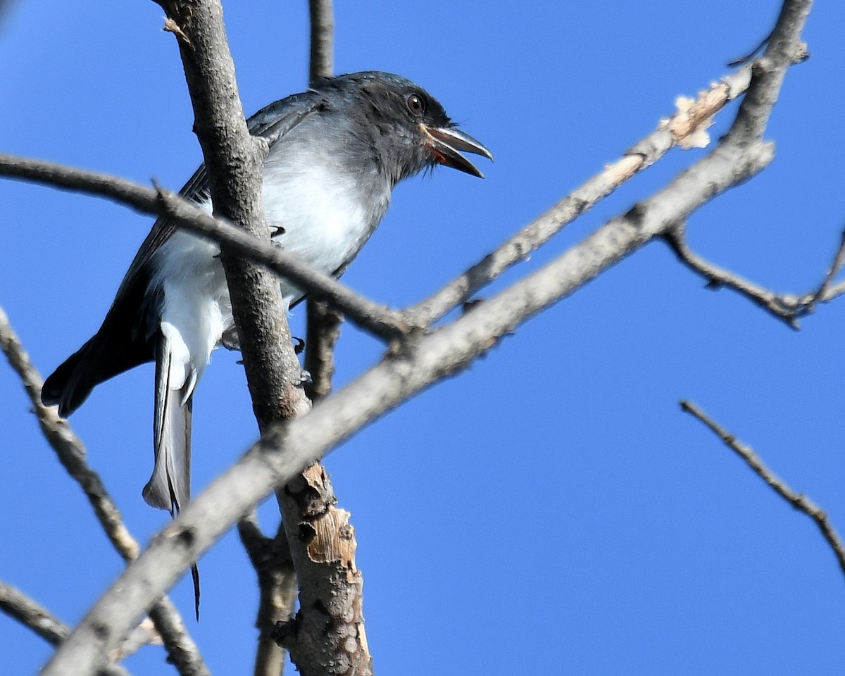 White-bellied Drongo - ML477327341