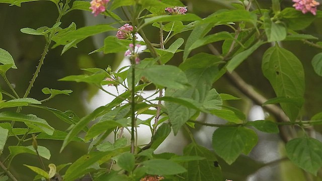 Crimson-backed Sunbird - ML477327681