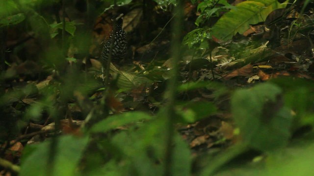 Black-crowned Antpitta - ML477328