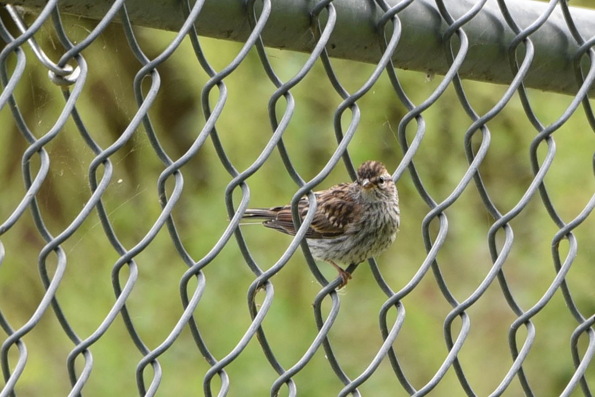 Chipping Sparrow - Andrea Heine