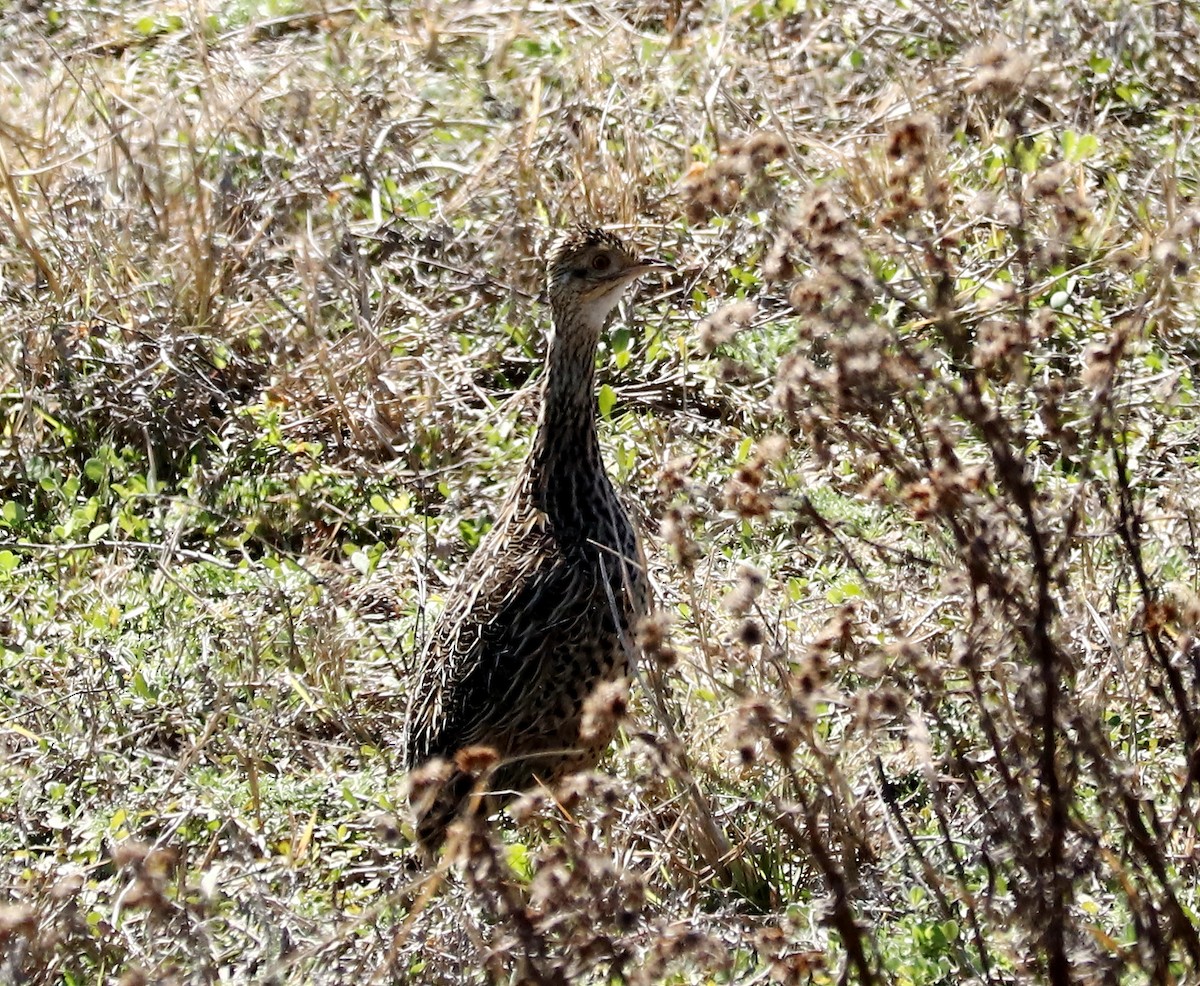 Spotted Nothura - ML477330751