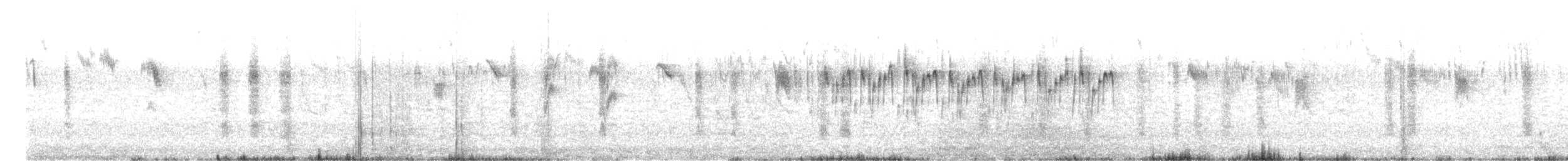 Purpurrücken-Staffelschwanz (assimilis/bernieri) - ML477331941