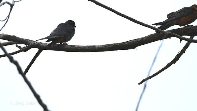 Red-footed Falcon - ML477332151