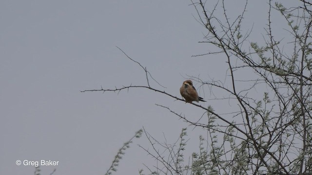 Red-footed Falcon - ML477332161