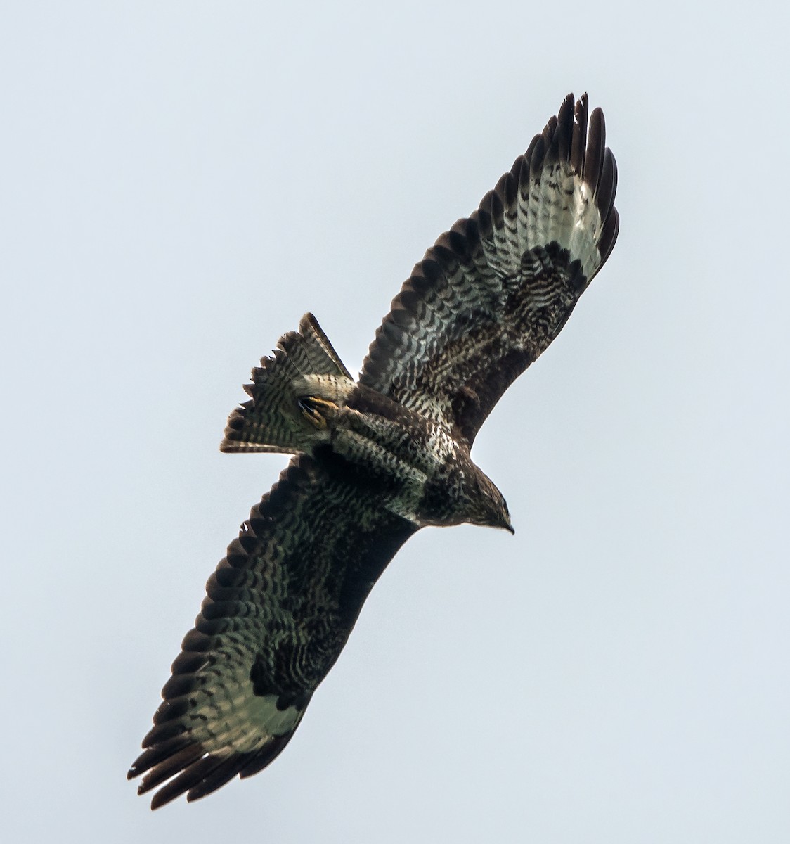 Common Buzzard - ML477332611