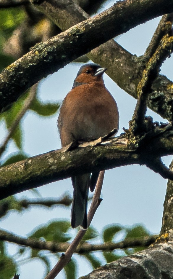 Common Chaffinch - ML477332731