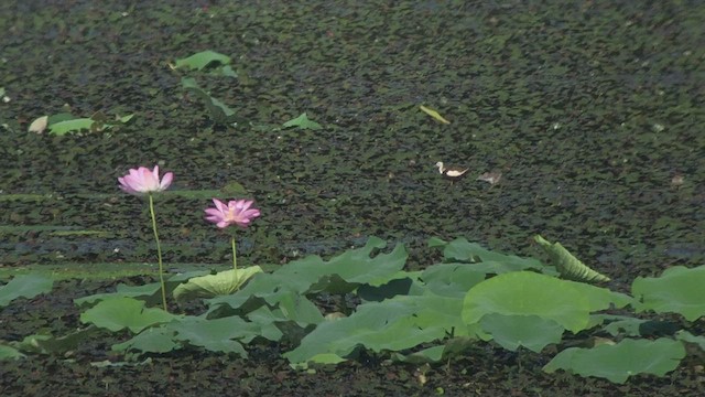 水雉 - ML477334501