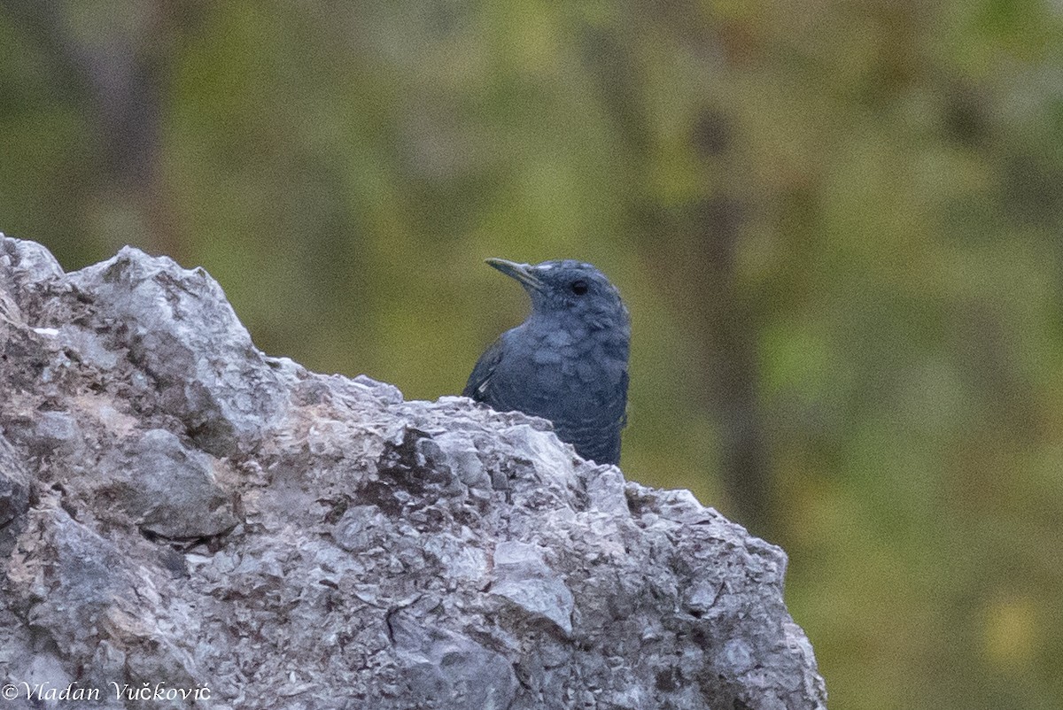 Blue Rock-Thrush - ML477335261