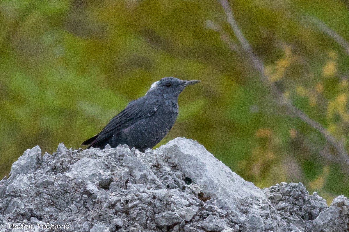 Blue Rock-Thrush - ML477335271