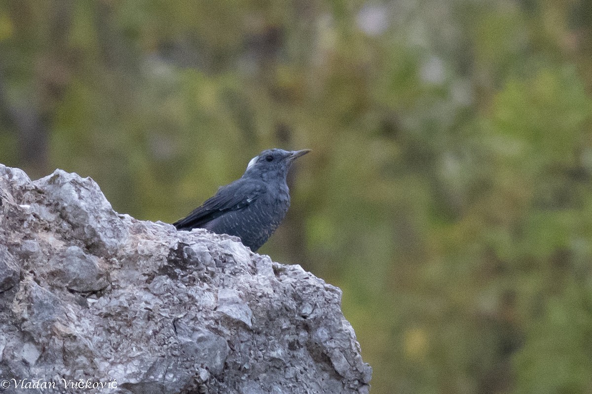 Blue Rock-Thrush - ML477335281