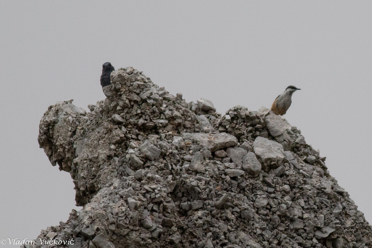 Western Rock Nuthatch - ML477335291