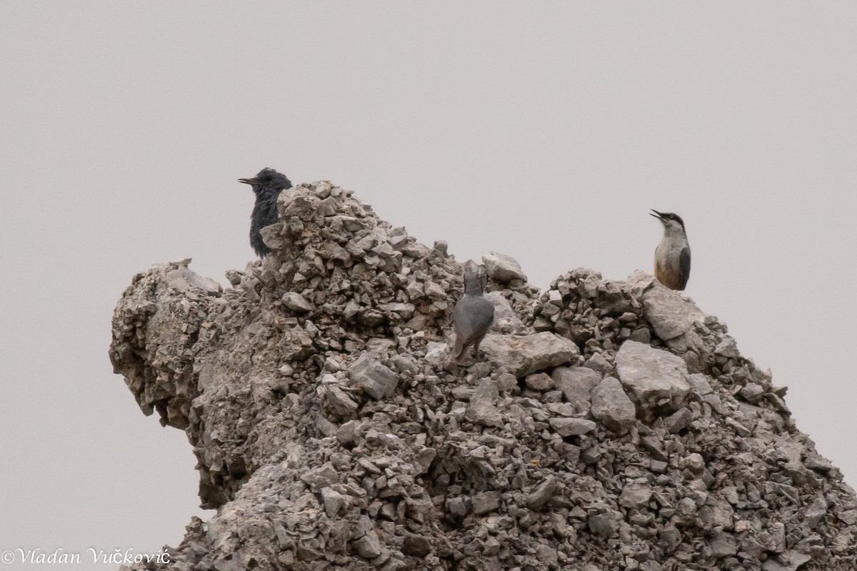 Western Rock Nuthatch - ML477335301