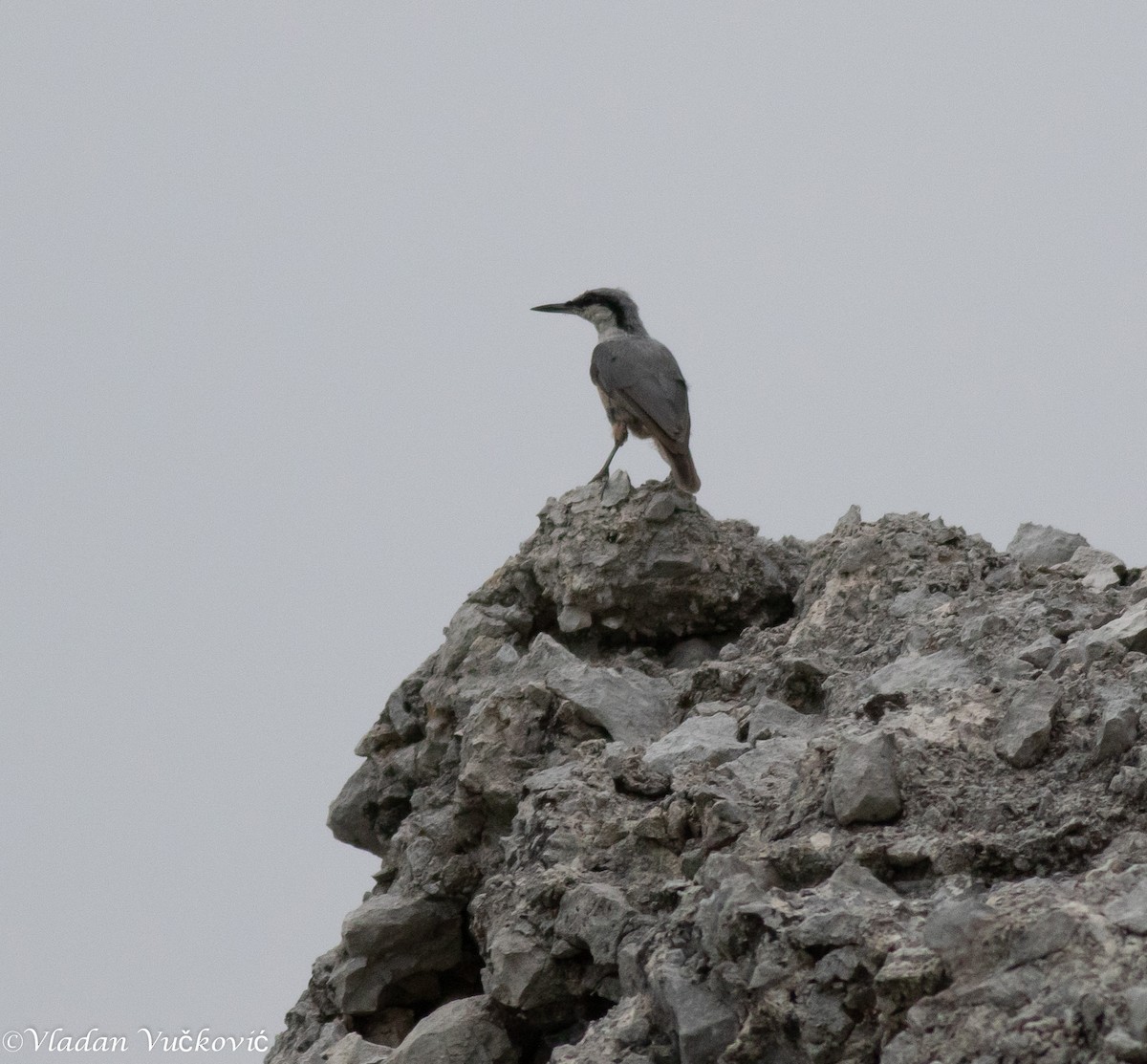 Western Rock Nuthatch - ML477335311