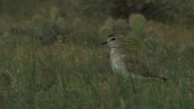 Mountain Plover - ML477337