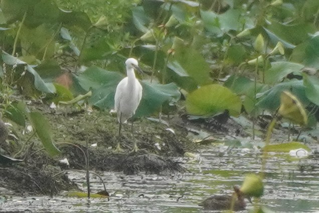 Snowy Egret - Felipe Lopez