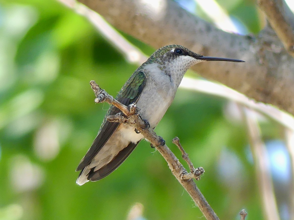 Ruby-throated Hummingbird - Peder Stenslie