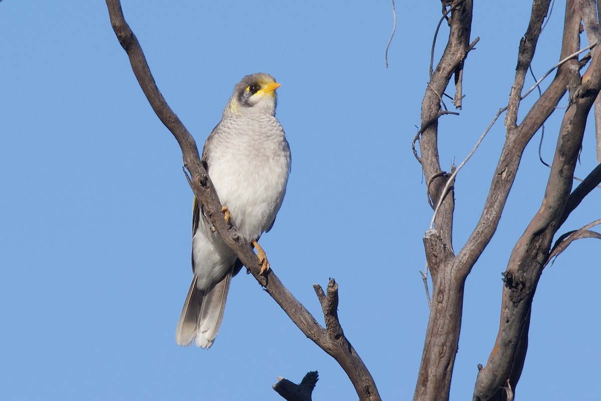 Yellow-throated Miner - ML477337851