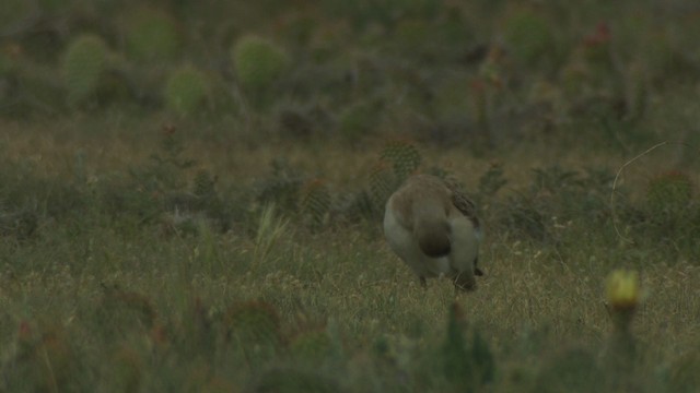 Chorlito Llanero - ML477339