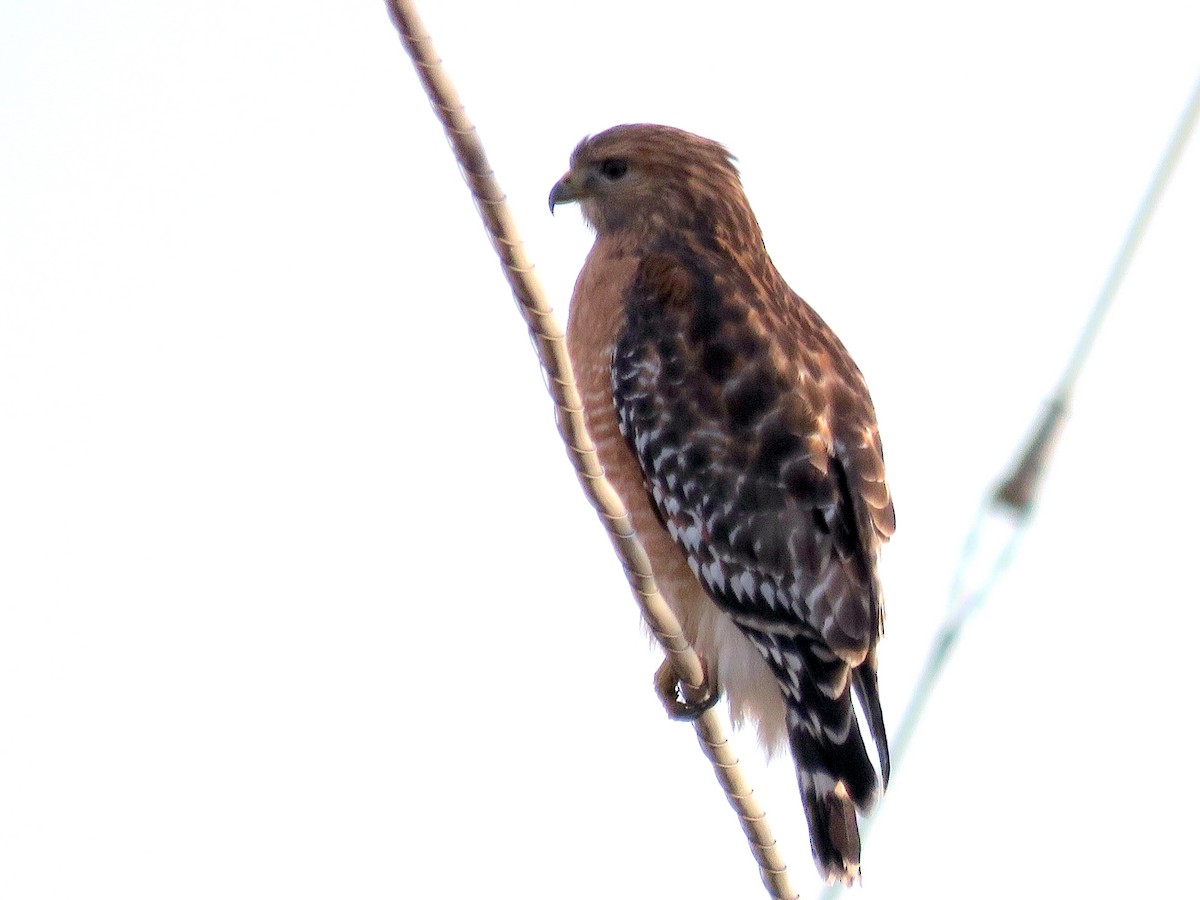 Red-shouldered Hawk - ML47733911