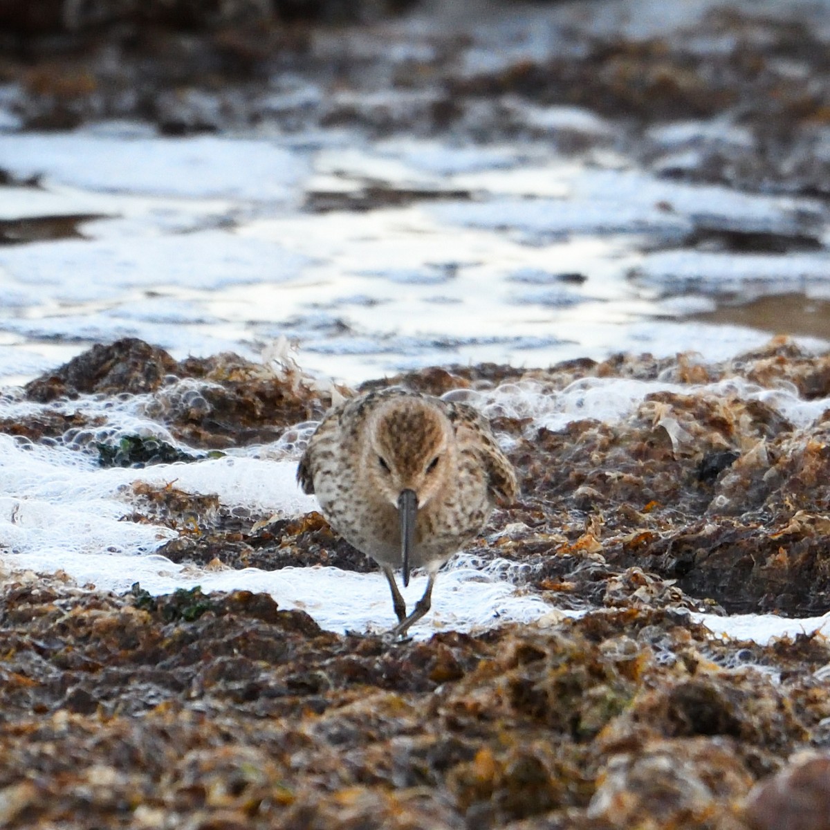 Dunlin - ML477339131