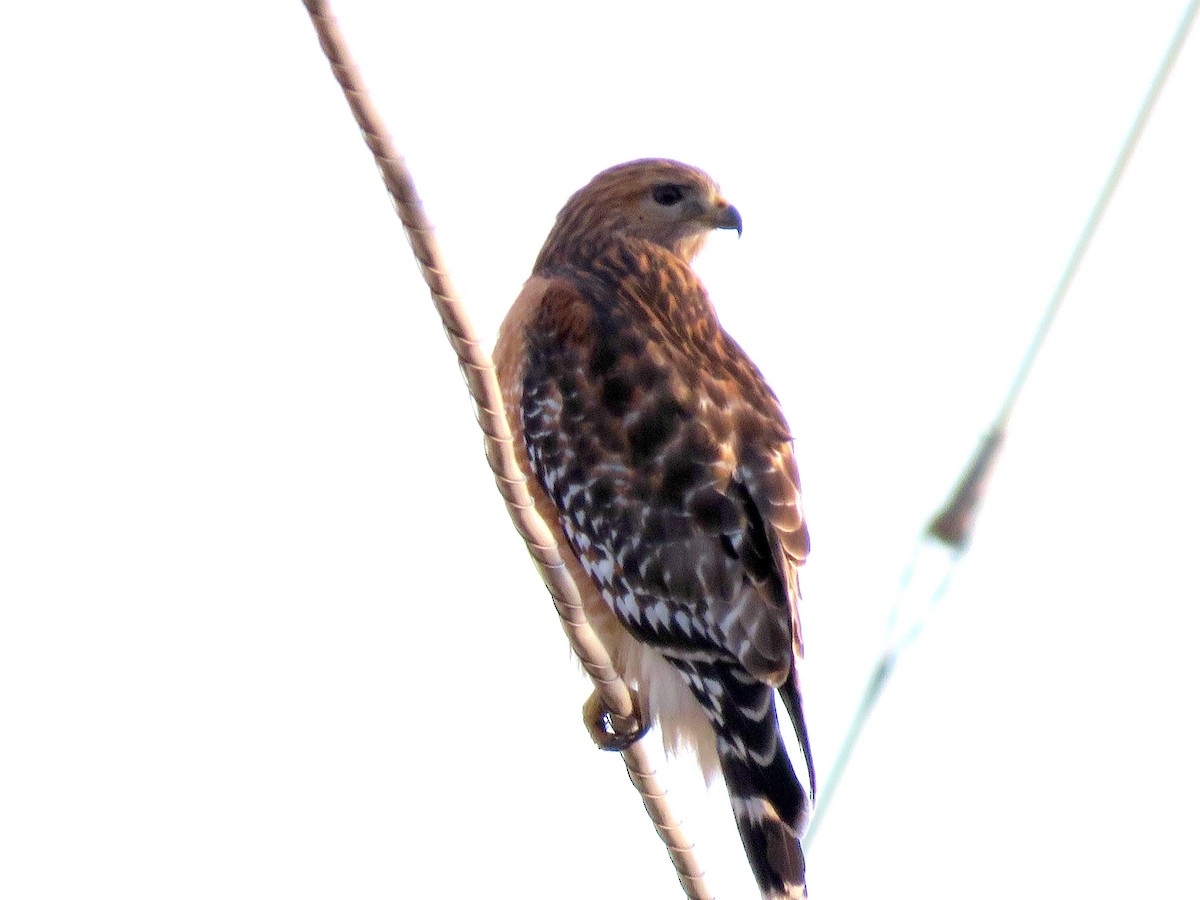 Red-shouldered Hawk - ML47733961