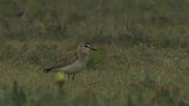 Mountain Plover - ML477340