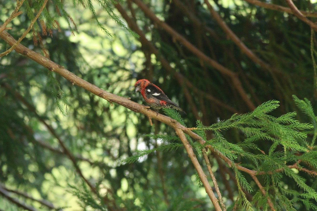 White-winged Crossbill - ML477340341