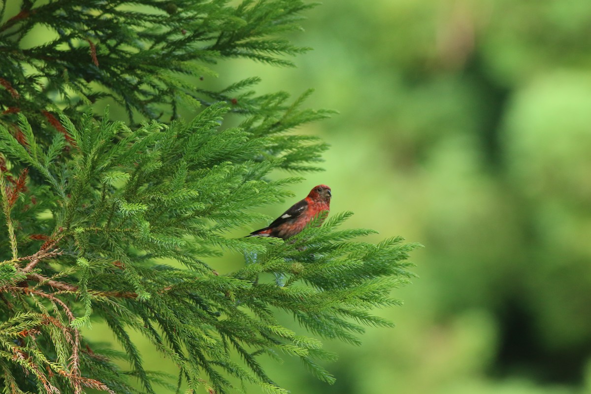 White-winged Crossbill - ML477340461