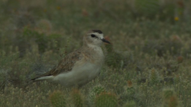 Chorlito Llanero - ML477341