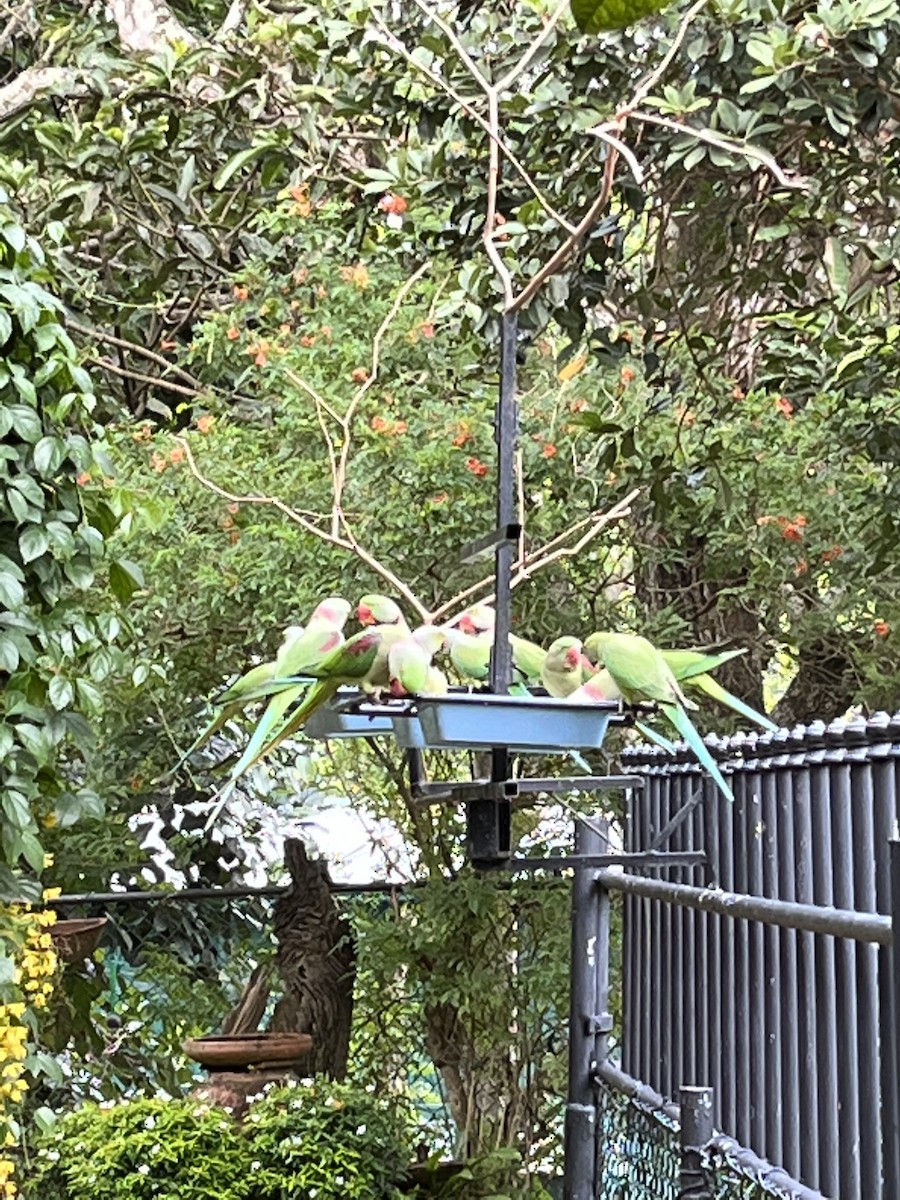 Alexandrine Parakeet - ML477341681
