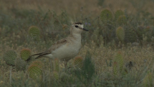 Chorlito Llanero - ML477342