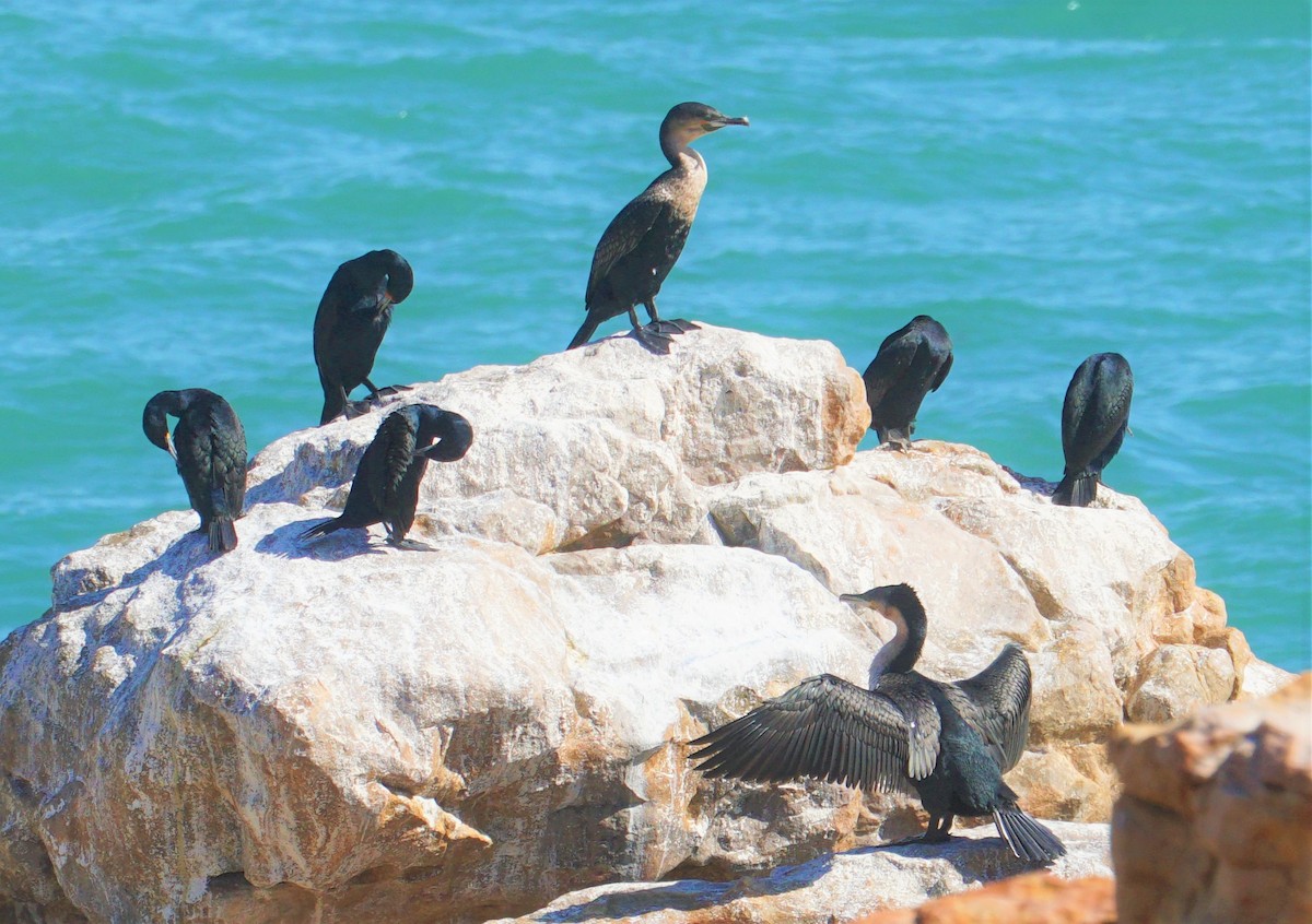 kormorán velký (ssp. lucidus) - ML477342391