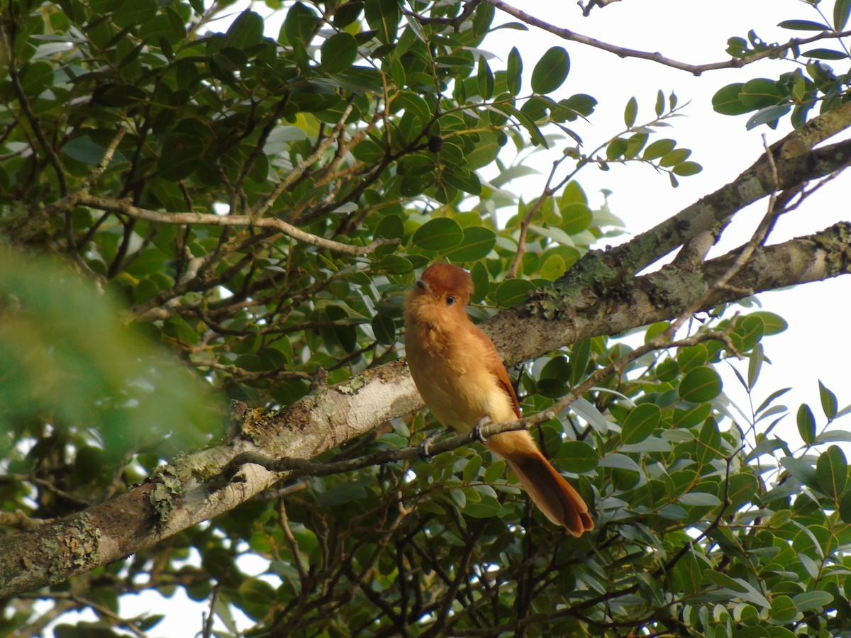 Rufous Casiornis - ML477342421