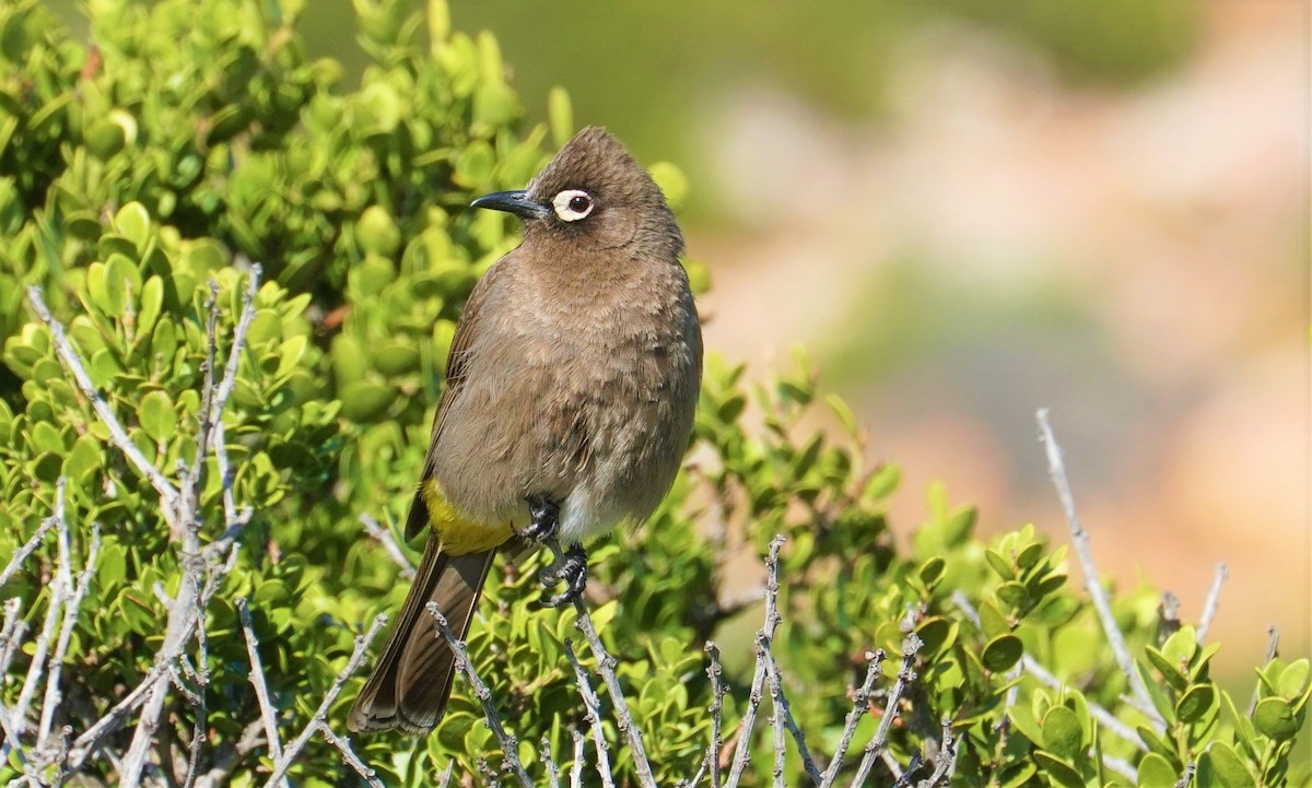 Cape Bulbul - ML477342541