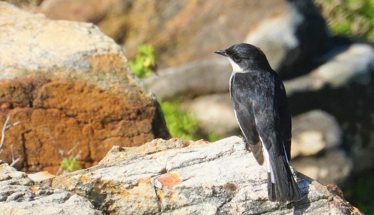 Fiscal Flycatcher - ML477342761