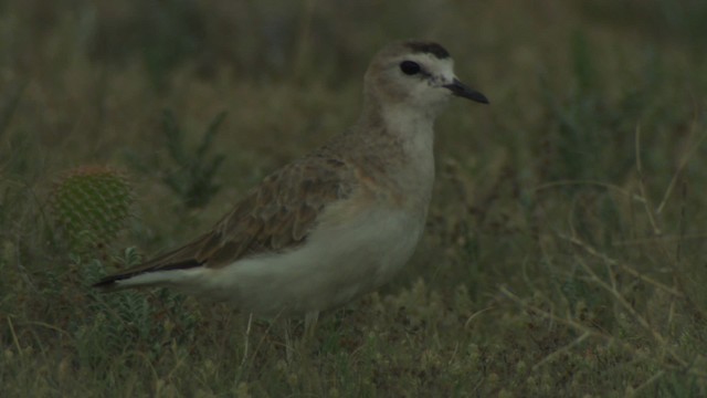 Chorlito Llanero - ML477343