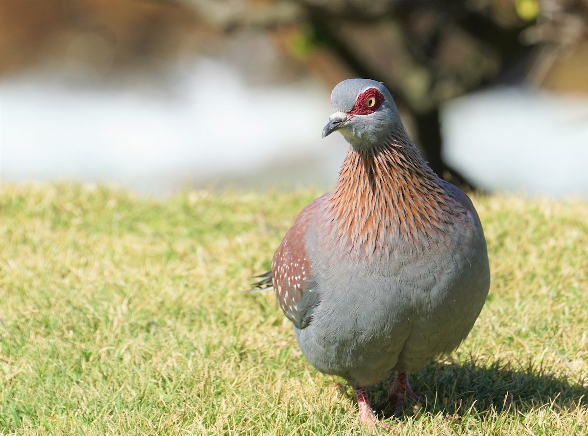 Speckled Pigeon - ML477343231