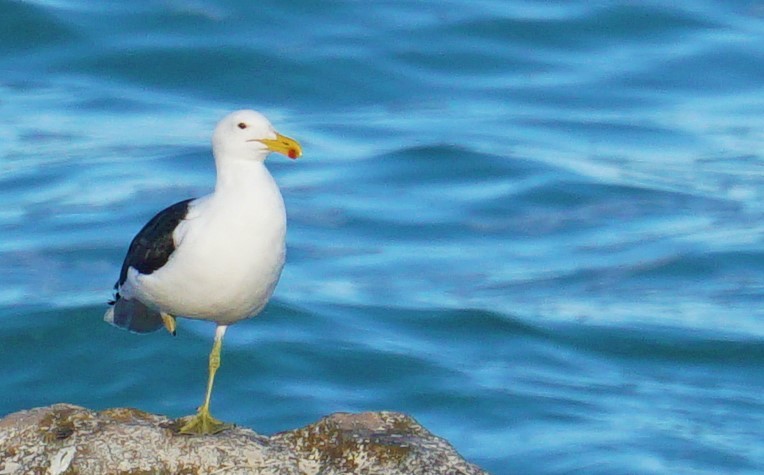 Kelp Gull - ML477343691