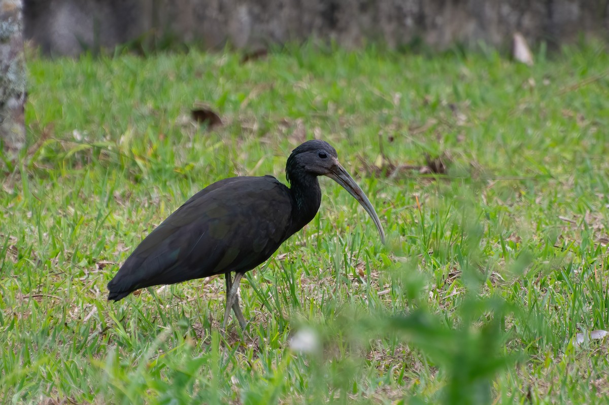 ibis zelený - ML477344381