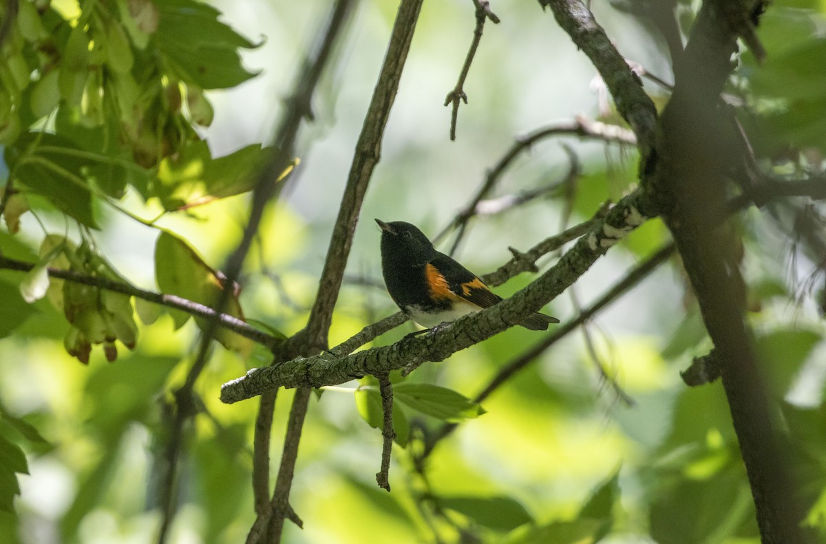 American Redstart - ML477344691