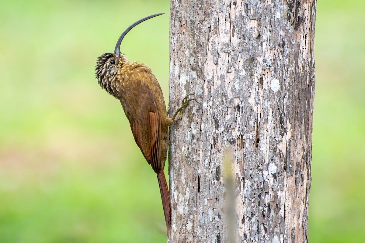 Black-billed Scythebill - Marcos Eugênio (Birding Guide)