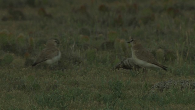 Mountain Plover - ML477345