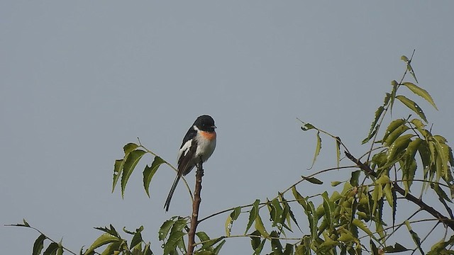 Minivet à ventre blanc - ML477345001