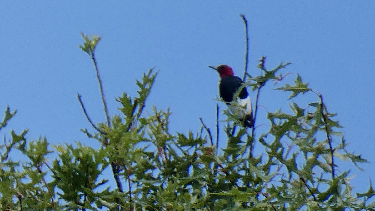 Red-headed Woodpecker - ML477345021