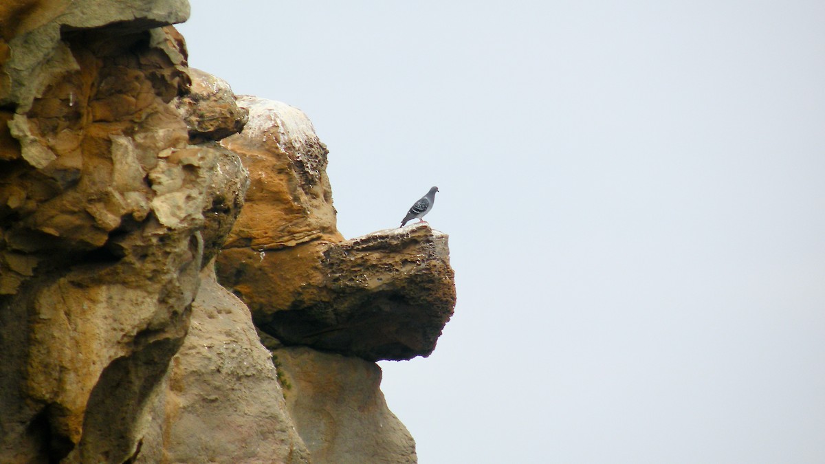 Rock Pigeon (Feral Pigeon) - ML477345241