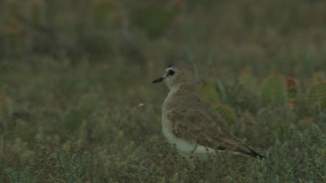 Chorlito Llanero - ML477346