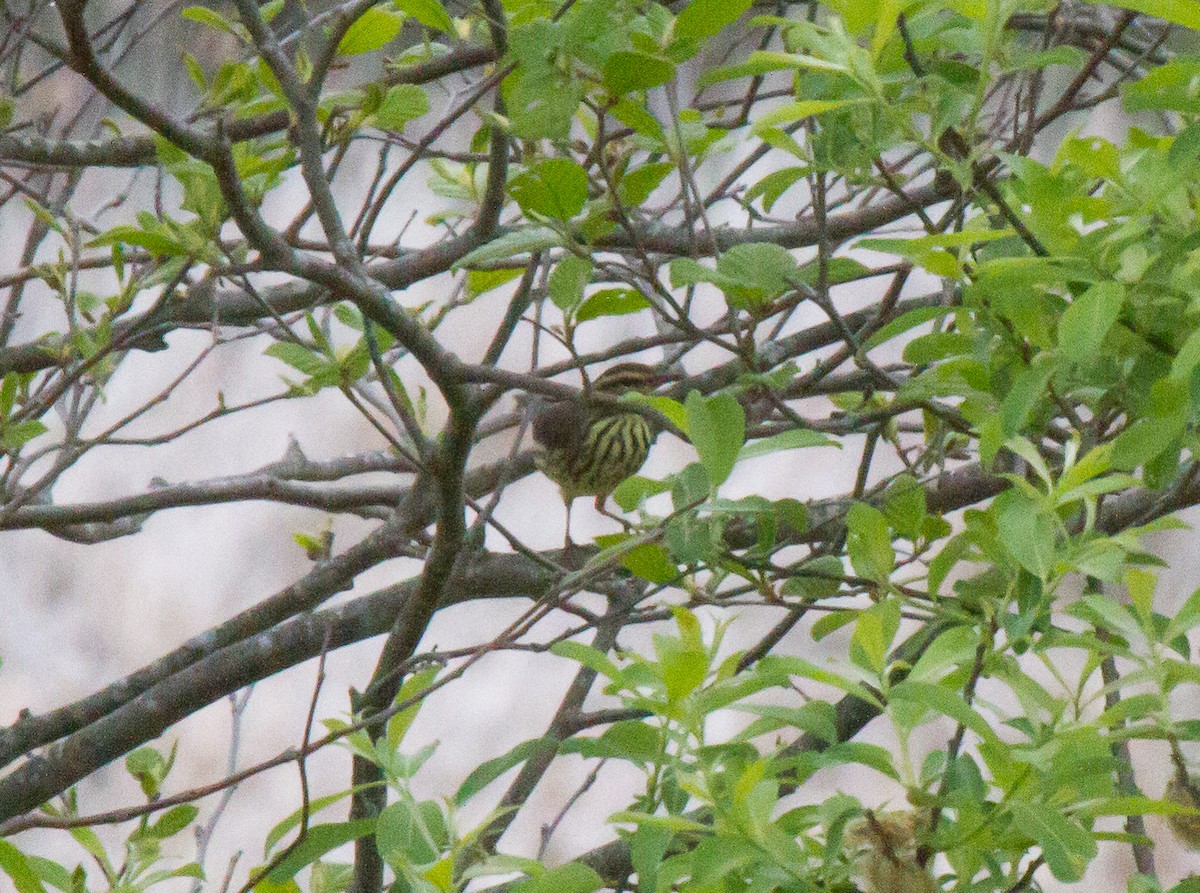 Northern Waterthrush - ML47734691